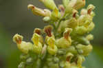 Yellow buckeye